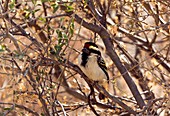 Acacia pied barbet in acacia thorn tree