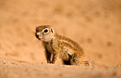 Cape ground squirrel