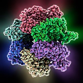 DNA translocase,molecular model