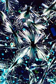 Copper sulphate crystals light micrograph