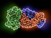 HIV antibody therapy,molecular model