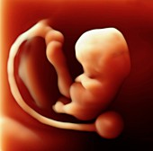 6 week foetus,3-D ultrasound scan