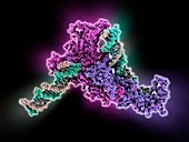 Chromatin remodelling factor and DNA