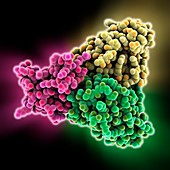 Scorpion toxin bound to antibody