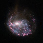 Spiral galaxy NGC 922,HST image