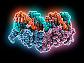 Transcription factor and DNA molecule