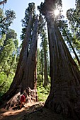 Giant sequoia trees