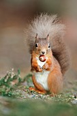 Red squirrel eating a hazel nut