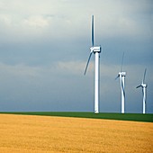 Wind turbines in a rapeseed field