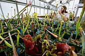 Carnivorous plant research