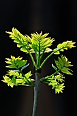 Ash (Fraxinus excelsior) tree leaves