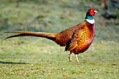 Male pheasant in breeding plumage