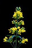 Yellow loosestrife (Lysimachia vulgaris)