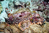 Tasselled scorpionfish on a reef