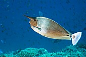 Spotted unicornfish on a reef