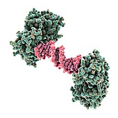 HIV-1 polypurine tract,molecular model