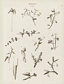 Plant stems,19th century