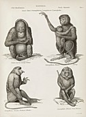 Primates,19th century