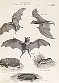 Bats and other mammals,19th century