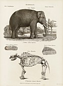 Elephant and mastodon,19th century