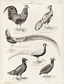 Asian game birds,19th century