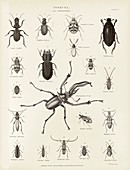 Beetles,19th century
