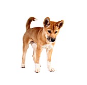 Dingo puppy