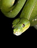 Green tree python