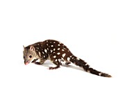 Young tiger quoll