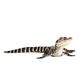 Young American alligator