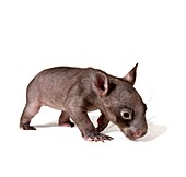 Baby common wombat