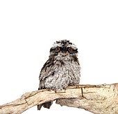 Tawny frogmouth chick