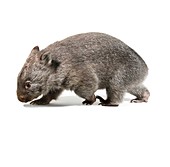 Baby common wombat