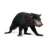 Young Tasmanian devil