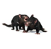 Young Tasmanian devils