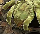 Water mite,SEM