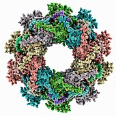 VSIV virus protein complex