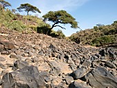 Olduvai Gorge basalt,Tanzania