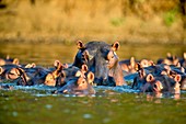 Hippos in water