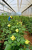 Rose nursery,Zimbabwe