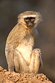 Vervet monkey