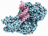 Iron-regulatory protein bound to RNA