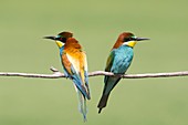 European bee-eaters