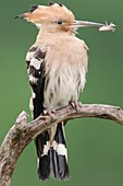 Hoopoe with an insect in its beak