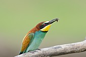 European bee-eater eating a bee