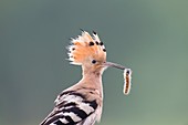 Hoopoe with a caterpillar in its beak