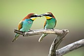 European bee-eaters eating a bee