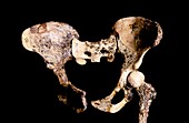 Australopithecus africanus pelvis,STS-14