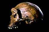 Homo heidelbergensis skull,Broken Hill 1