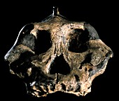 Paranthropus aethiopicus (KNM-WT 17000)